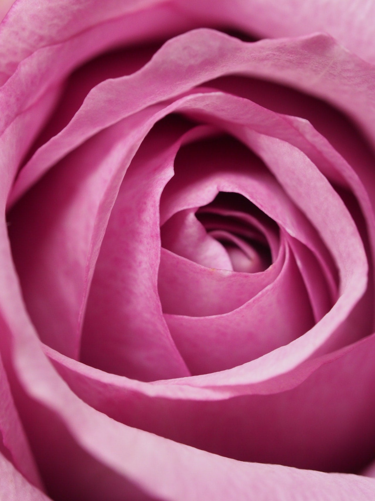Zoomed in pink rose