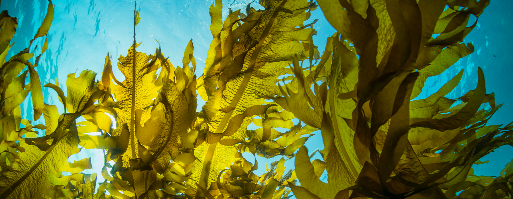 Harnessing the Power of Seaweed: A Game-Changer in Skincare